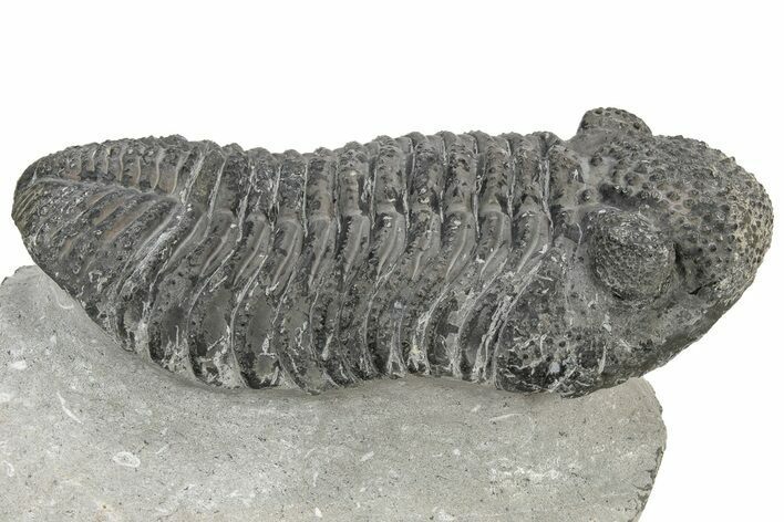Large, Prone Drotops Trilobite - Mrakib, Morocco #233834